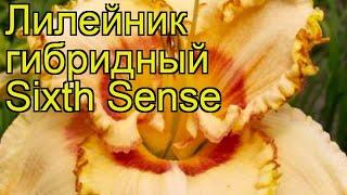 Лилейник гибридный Сикс Сенс. Краткий обзор, описание характеристик hemerocallis Sixth Sense