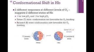 027-Conformationl Change in Hb