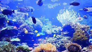 Fish tank relaxing music, zen, relaxation, well-being, relaxing and soothing coral reefs and fish