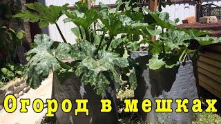 Огород в мешках, мешки клумбы. Наш эксперимент