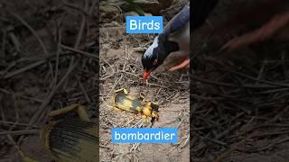 The amazing strength of bombardier beetles against birds of prey  #bombardier