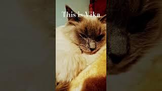 This is Vika (the cat from some of my vids) #cat #cute