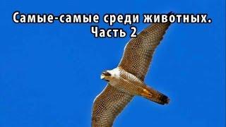 Самые самые среди животных - Часть 2