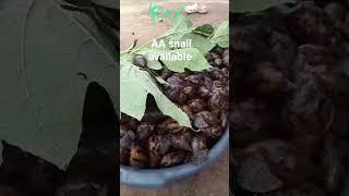 Achatina Achatina snail #snailfarm #ghana #snailcream