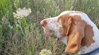 Bracco Italiano su quaglie di ripasso