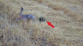 New hunting season has opened in Turkey, special images from hare hunts