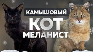 Реакция Вульфа на Настю и Илью Раскрываем тайну, для чего нам камышовый кот 