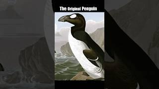 Penguins are EXTINCT ! The Great Auk is the Original Penguin. #extinct #birds #animals #animal