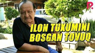 Erkin Komilov - Ilon tuxumini bosgan tovuq (Rivoyat)