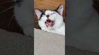 #catvideos #catshorts #catlovers #kittens #kitten #kitty #meow #cat #cats #cutecat #pets #gatos #meo