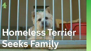 Homeless terrier struggles to contain her excitement | The Dog House  | Daisy the Terrier