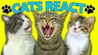 CATS REACT TO VIRAL VIDEOS