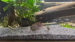 Sajica Cichlid Pair being peaceful in a community aquarium.