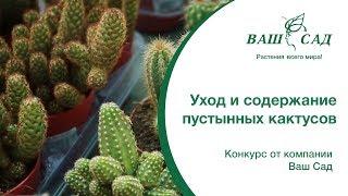  Уход и содержание пустынных кактусов дома. Советы от Ваш Сад