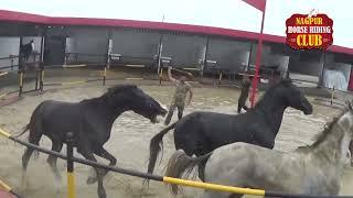 घोड़ों की जोरदार लड़ाई | Horse Fight | Horse Battle | Nagpur Horse Riding Club | NAFS Nagpur