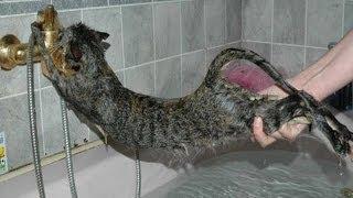 Cats just don't want to bathe - Funny cat bathing compilation