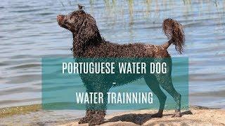 PORTUGUESE WATER DOG - TRAINING