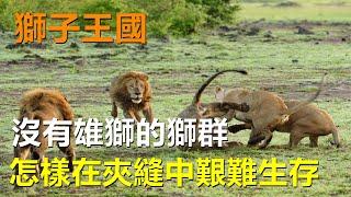 獅子王國，沒有雄獅的獅群怎樣在夾縫中艱難生存#動物世界 #獅子 #鬣狗 #野牛