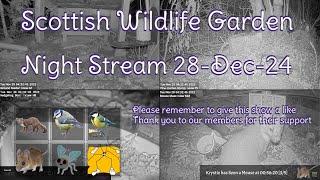 Night Stream December 28th 2024 | Bird Feeders, Wildlife Cameras Scotland UK from SWG