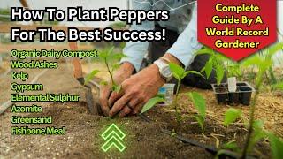 Watch This Before Planting Peppers! World Record Gardener Shows How To Do It Right - Organically!