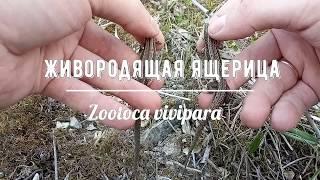 Определяем пол у живородящих ящериц (Zootoca vivipara)