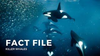 Facts about the Killer Whale (Orca)