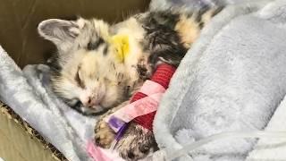 Stray Kitten Attacked by Big Cat and Left Paralyzed — We Gave It 12 Days of Human Kindness