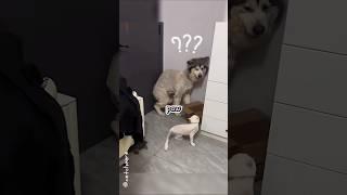 The Secret Reason Dogs Run From Cats!  #CatPower #DogFacts #PetShorts