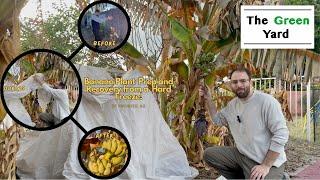 Banana Plant Prep and Recovery from a Hard Freeze in Phoenix, AZ! (The Before, During and After)