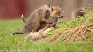 Red fox kits playing