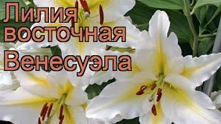 Лилия восточная Венесуэла (lilium)  лилия Венесуэла обзор: как сажать луковицы лилии Венесуэла