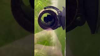 Peacock Gudgeon Goby breeding spawning #aquarium #tropicalfish #fish