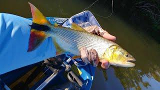 BFS Kayak Fishing for Golden Dorado