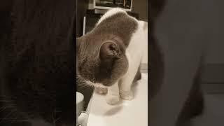 funniest and cute catvideos  #shorts #shortbeta #tiktokindonesia #tiktok #kucinglucu #kucingviral