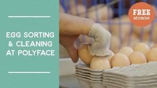 Egg Sorting & Cleaning Demonstration: Polyface Farms | Joel Salatin