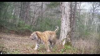 Strong male Siberian tiger.
