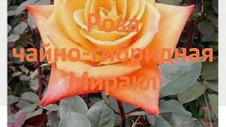 Роза чайно-гибридная Миракл (miracle rose hybrid tea)  обзор: как сажать, саженцы розы Миракл