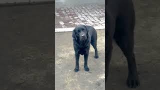 Queen of sikri kennel #dog #shorts #trending #labrador #love #video #viral #india #beauty #black