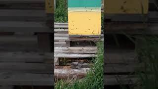 14.05.2021 лёт пчел, несут обножку. +18градусов. ухожу от роения, поставил второй корпус.