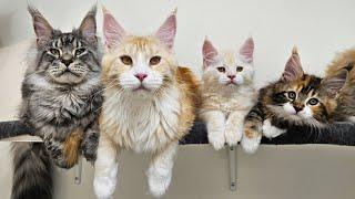 Maine Coon Family Tree!