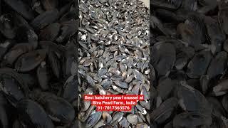 Best hatchery pearl seeps for pearl farming at Biva Pearl Farm India #pearlfarming #seep #mussels