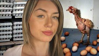 What's Wrong With Eggs? The Truth About The Egg Industry 