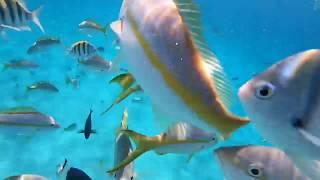 Snorkeling Day 3 in Nassau Bahamas with Stuart’s Cove - GoPro Hero 7