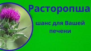 Силимарин в семенах расторопши: природное восстановление печени