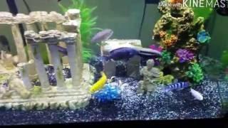 NorthfinUSA | African Cichlids | 75 Gallon Tank