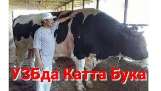 Дахшат Катта Моллар Хамма Курсин