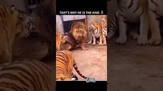 #sorts #dangerous Lion Lovers