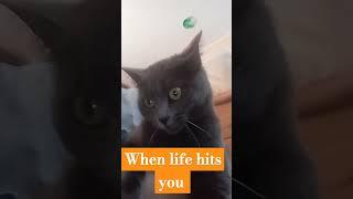 little grey!!! #axiety #funny #anxiety #acting #anxietysucks #relatable #anxietywarrior #mentalissue