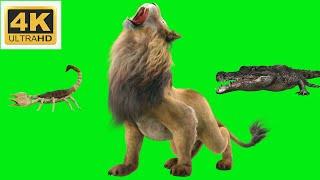 Lion green screen, crocodile green screen, scorpion green screen material/獅子，鰐魚，蠍子綠屏素材#4k