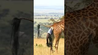 Giraffe Give Birth A New Babyhorse matting,monkey mating,short, yt shorts #shorts #ytshort